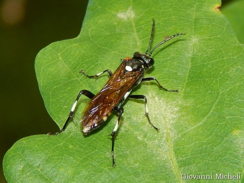 Tenthridinidae da ID: Macrophya duodecimpunctata